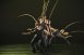 Birdy (8 Dancers)